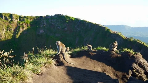 Wild monkeys on Batur Stock Footage 110497803