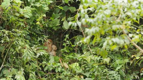Wild Monkeys Checking Teeth on a tree in the jungle Stock Footage 56740888
