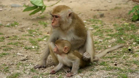 Wild monkeys with child in park Stock Footage 105119587
