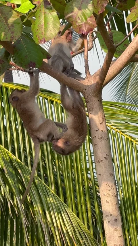 Wild monkeys climbing and playing in tropical trees in Thailand 스톡 동영상 336666865