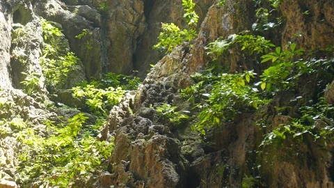 Wild monkeys climbing rocks Stock Footage 88264566