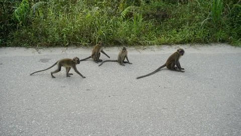 Wild Monkeys in a Dense Forest Stock Photos
