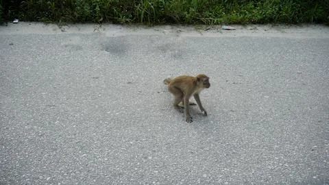 Wild Monkeys in a Dense Forest Stock Photos
