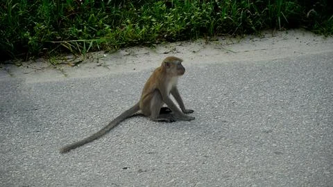 Wild Monkeys in a Dense Forest Foto stock