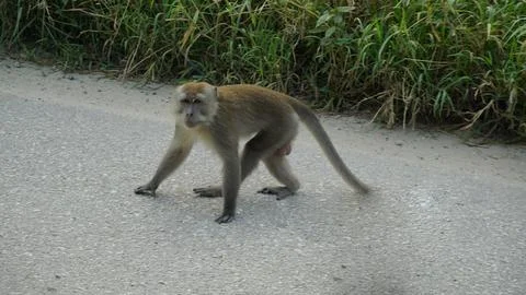 Wild Monkeys in a Dense Forest Stock Photos