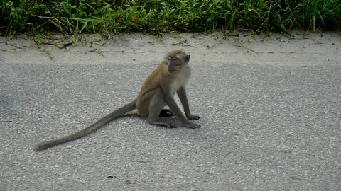 Wild Monkeys in a Dense Forest Foto stock