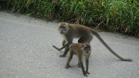 Wild Monkeys in a Dense Forest Stock Photos