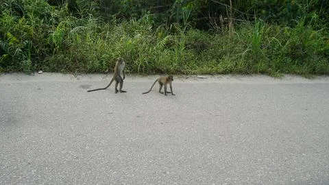 Wild Monkeys in a Dense Forest Stock Photos