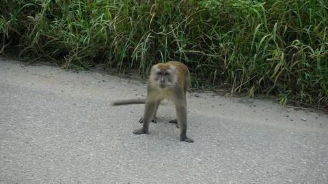 Wild Monkeys in a Dense Forest Stock Photos