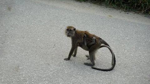 Wild Monkeys in a Dense Forest Stock Photos