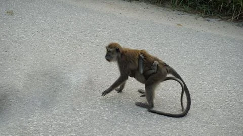Wild Monkeys in a Dense Forest Stock Photos