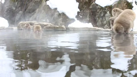 Wild Monkeys Drinking Hot Spring Water Stock Footage 332456041