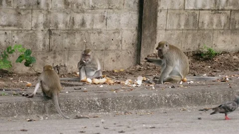 Wild monkeys eating leftover bread on roadside highlighting human feeding and Vidéo 313316031