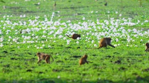 Wild Monkeys Foraging In Green Meadow With White Flowers In India Vidéo 340851555