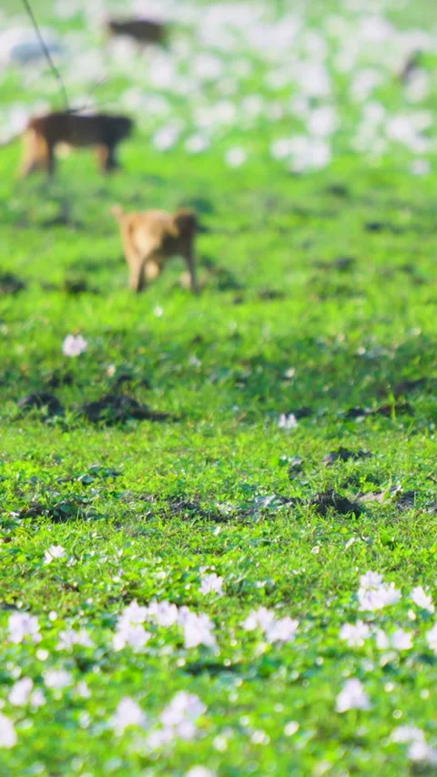 Wild Monkeys Foraging In Green Meadow With White Flowers In India Stock Footage 341915205