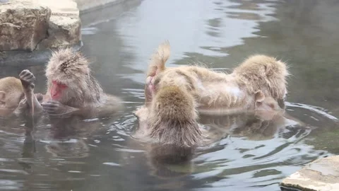 Wild Monkeys Grooming While Floating in Hot Water Stock Footage 332456120