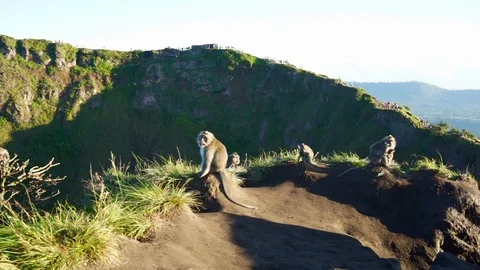 Wild monkeys on mountain Stock Footage 110497790