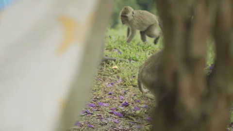 Wild monkeys in nature 2 Stock Footage 312338463