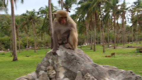 Wild monkeys in park Stock Footage 105118762