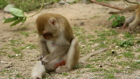 Wild monkeys in park Stock Footage 105119771