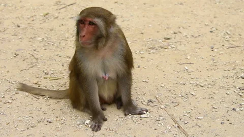 Wild monkeys in park Stock Footage 105120387