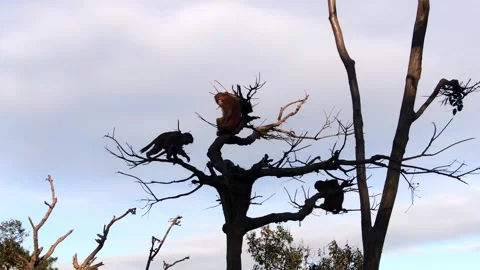 Wild Monkeys Perched on Bare Tree Branches in Zhangjiajie Forest Landscape Video stock 341999744
