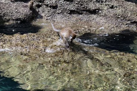 Wild Monkeys on Phi Phi Island Thailand Fotos Stock