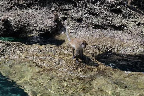Wild Monkeys on Phi Phi Island Thailand Fotos Stock