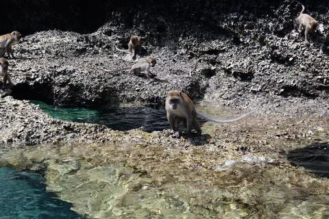 Wild Monkeys on Phi Phi Island Thailand Fotos Stock