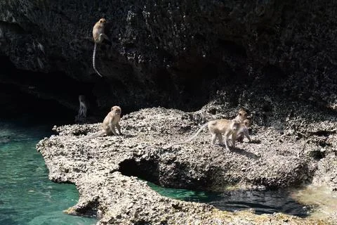 Wild Monkeys on Phi Phi Island Thailand Fotos Stock
