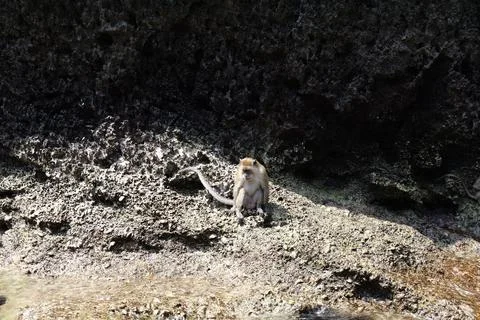Wild Monkeys on Phi Phi Island Thailand Stock Photos