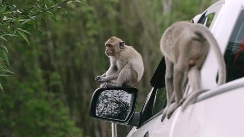Wild monkeys sitting and vandalizing side mirror of white car causing damage in Stock Footage 312931334
