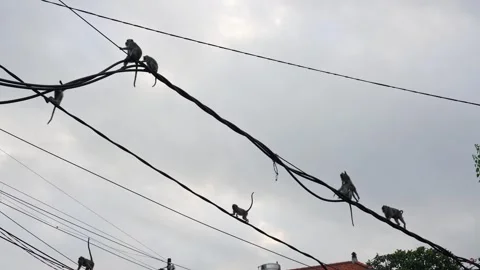 Wild monkeys walking and playing on power lines Stock-Footage 330767632