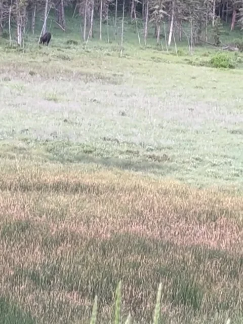 Wild Moose Grazing in Meadow at Pine Forest Edge Vidéo 339881126