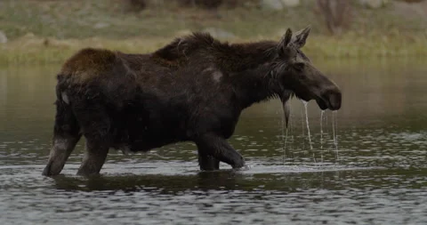 Wild Moose in lake drinking water Stock Footage 249634073