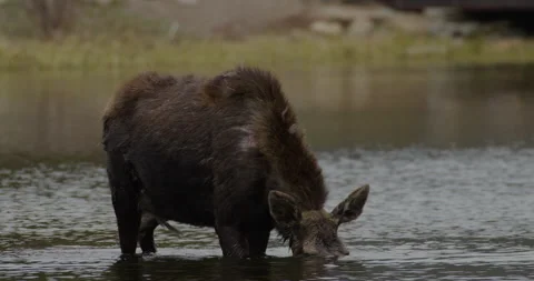 Wild Moose in lake drinking water Stock Footage 255420152