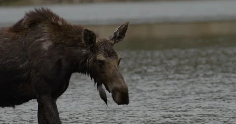 Wild Moose in lake drinking water Vidéo 334979850