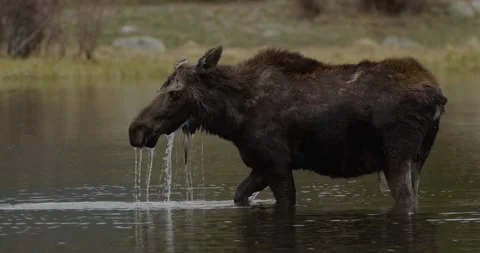 Wild Moose in lake drinking water Stock Footage 341705508