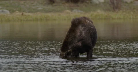 Wild Moose in lake drinking water Stock Footage 343470700