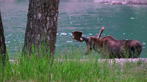Wild Moose in a Mountain Lake Stock Footage 308023126