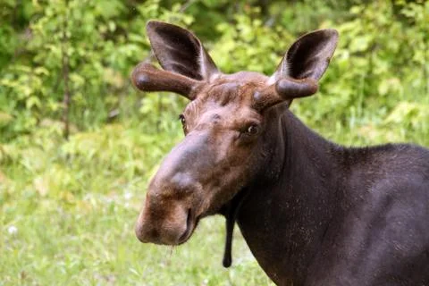 Wild moose Foto stock