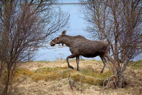 Wild Moose Stock Photos