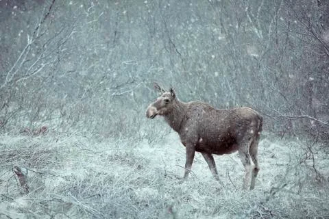 Wild Moose Stock Photos