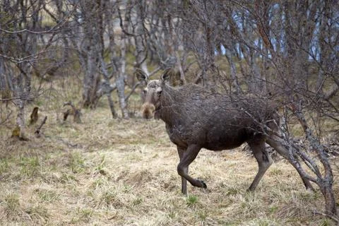 Wild Moose Stock Photos