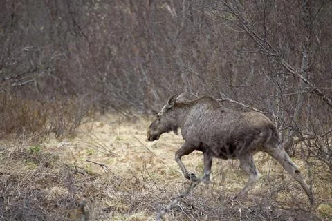 Wild Moose Stock Photos