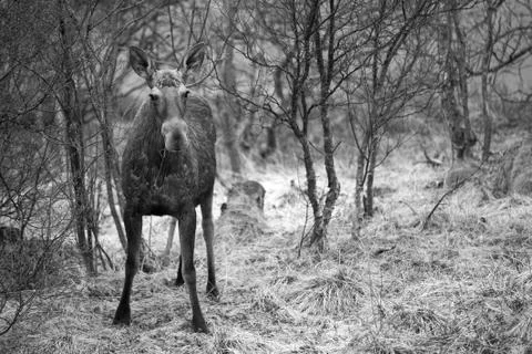 Wild Moose Stock Photos