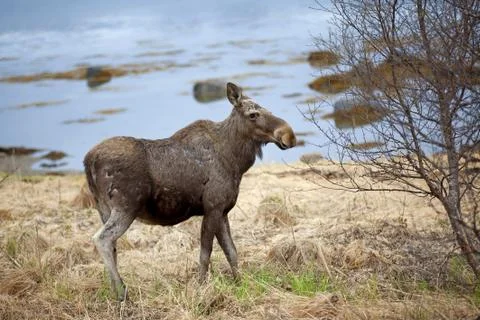 Wild Moose Stock Photos