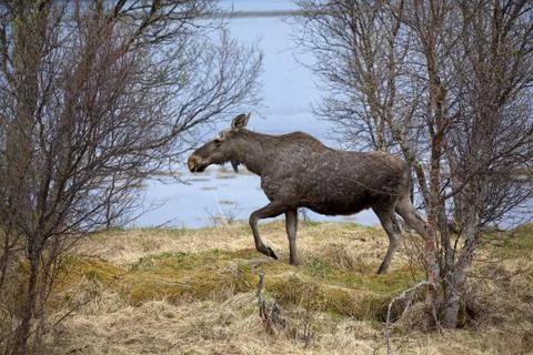 Wild Moose Stock Photos