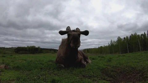 Wild moose is resting on an open ground under cloudy sky in 4K in a farm Stock Footage 118610206