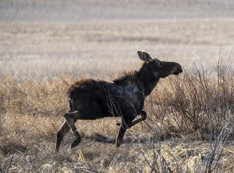 Wild Moose Saskatchewan Stock Photos